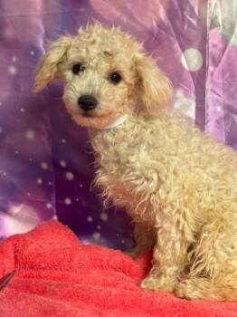Meringue -  Poodle Dog for Adoption in Aurora, Colorado - Meringue | PetCurious
