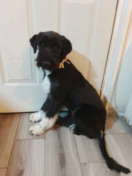 Agatha -  Miniature Schnauzer Dog for Adoption in Woodstock, Ontario - Agatha | PetCurious