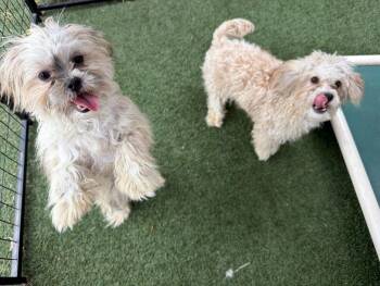 Peyton and Paxton -  Poodle Dog Available for Adoption in Canutillo, Texas - Peyton And Paxton | PetCurious