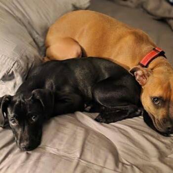 Mixed Breed Dogs Available for Adoption - Wrigley | PetCurious