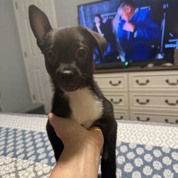 Streusel -  Chihuahua and Australian Cattle Dog Blue Heeler Dog for Adoption in Pflugerville, Texas - Streusel | PetCurious