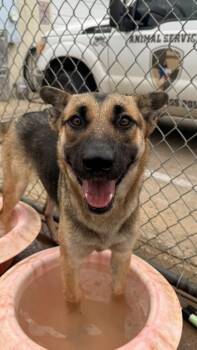 German Shepherd Dog and Mixed Breed Dogs Available for Adoption in Balch Springs, Texas - Sammi | PetCurious
