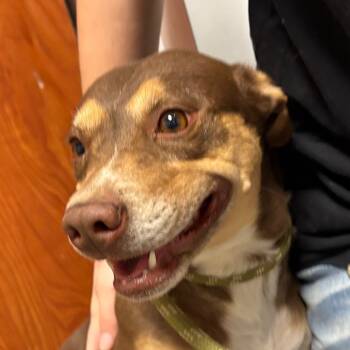 Rescue Shepherd and Pit Bull Terrier Dogs for Adoption in Yuma, Arizona - Emma | PetCurious