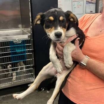 Mixed Breed Dogs Available for Adoption - Squeeky | PetCurious