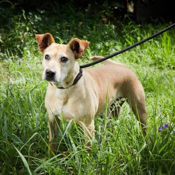 Rescue Yellow Labrador Retriever and Mixed Breed Dogs for Adoption in Bend, Oregon - Milanesa | PetCurious
