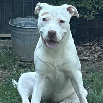 Rescue Pit Bull Terrier Dogs for Adoption in Burlington, New Jersey - Boo | PetCurious