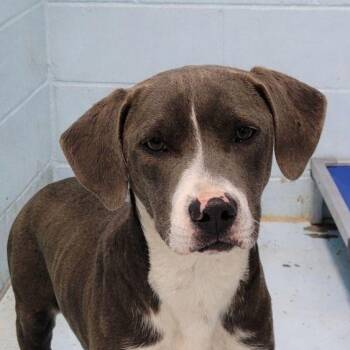 Mixed Breed Dogs Available for Adoption - Emily | PetCurious