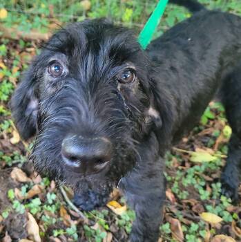 Lauren -  Labradoodle Dog for Adoption in Killingworth, Connecticut - Lauren | PetCurious
