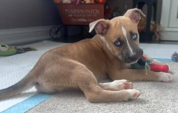 Addie -  Husky and Pit Bull Terrier Dog for Adoption in Germantown, Ohio - Addie | PetCurious