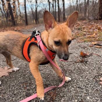 Chihuahua Dogs Available for Adoption in Lenexa, Kansas - Meygan | PetCurious