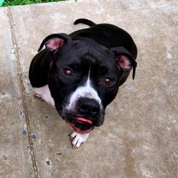 Boxer and Pit Bull Terrier Dogs Available for Adoption in Baltimore, Maryland - Venus | PetCurious