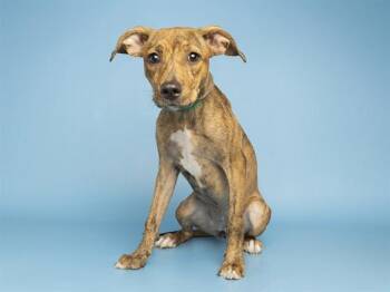 RAJA -  Black Mouth Cur and Mixed Breed Dog for Adoption in Phoenix, Arizona - RAJA | PetCurious