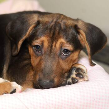 Coonhound and Mixed Breed Dogs Available for Adoption - Peter Rabbit | PetCurious