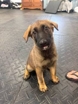 Lada -  German Shepherd Dog Dog for Adoption in Grantville, Pennsylvania - Lada | PetCurious