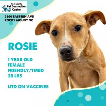 ROSIE  Available NOW - ADOPTION or RESCUE! -  Mixed Breed Dog for Adoption in Nashville, North Carolina - ROSIE  Available NOW - ADOPTION Or RESCUE! | PetCurious