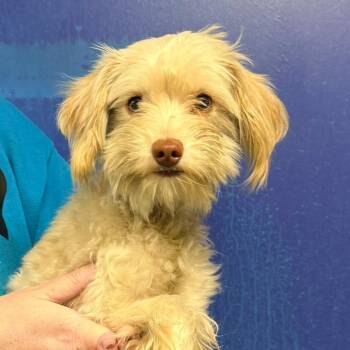 CT Bubba -  Poodle and Mixed Breed Dog for Adoption in Eastford, Connecticut - CT Bubba | PetCurious