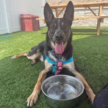 Stitch -  Cattle Dog and German Shepherd Dog Dog for Adoption in Naperville, Illinois - Stitch | PetCurious