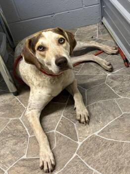 ELIZA JOHNSON -  Pointer and Mixed Breed Dog for Adoption in Chester, South Carolina - ELIZA JOHNSON | PetCurious