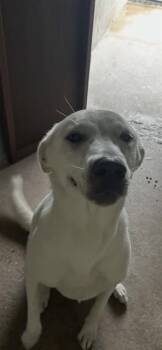 MERINGUE -  Labrador Retriever and Mixed Breed Dog for Adoption in Killeen, Texas - MERINGUE | PetCurious
