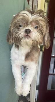 Shih Tzu Dogs Available for Adoption in Ruston, Louisiana - Daxon | PetCurious