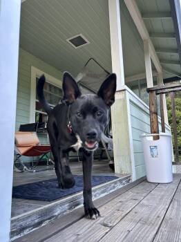 Terrier and Labrador Retriever Dogs Available for Adoption in Santa Rosa, California - Merced | PetCurious