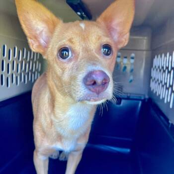 Rescue Chihuahua Dogs for Adoption in New Orleans, Louisiana - Fonzo | PetCurious