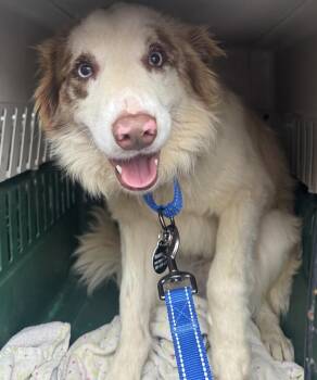 Australian Shepherd Dogs Available for Adoption in Greenbelt, Maryland - Hank | PetCurious