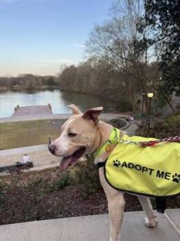 Mixed Breed Dogs Available for Adoption in Atlanta, Georgia - Beluga | PetCurious