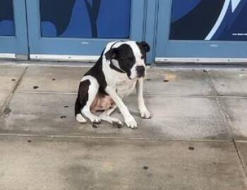 Pit Bull Terrier Dogs Available for Adoption in Baytown, Texas - LUKE | PetCurious