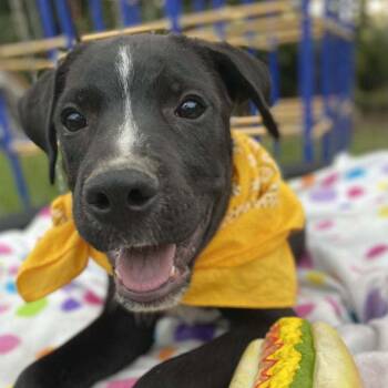 Rescue Mixed Breed Dogs for Adoption in Parrish, Alabama - Boomer | PetCurious