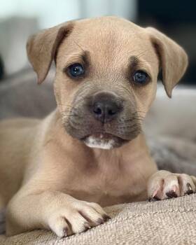 Lip -  Cane Corso and Pit Bull Terrier Dog for Adoption in Richmond, Virginia - Lip | PetCurious