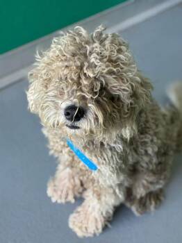A256064 -  Poodle and Mixed Breed Dog for Adoption in Visalia, California - A256064 | PetCurious