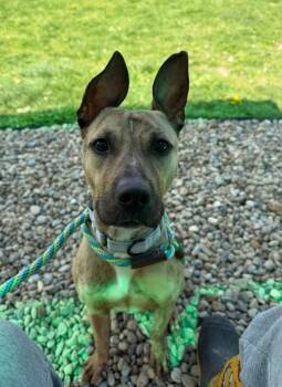 Pit Bull Terrier Dogs Available for Adoption in Cleveland, Ohio - Katana | PetCurious