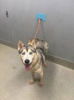 Siberian Husky Dogs Available for Adoption in Las Vegas, Nevada - ZIGGY STARDUST | PetCurious