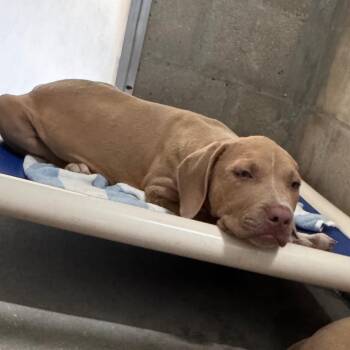 Scorpion -  Terrier Dog for Adoption in Clearwater, Florida - Scorpion | PetCurious