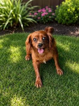 Honey -  Cavalier King Charles Spaniel and Poodle Dog for Adoption in Malvern, Pennsylvania - Honey | PetCurious
