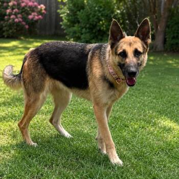 XARA GS -  German Shepherd Dog Dog for Adoption in Lucas, Texas - XARA GS | PetCurious