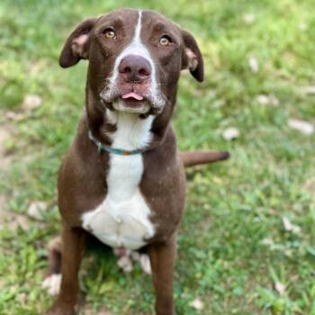Banjo -  Pit Bull Terrier Dog for Adoption in Warrensburg, Missouri - Banjo | PetCurious