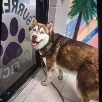 Layla -  Siberian Husky Dog for Adoption in Lufkin, Texas - Layla | PetCurious