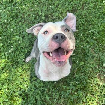 Tina -  Pit Bull Terrier Dog for Adoption in Circleville, Ohio - Tina | PetCurious