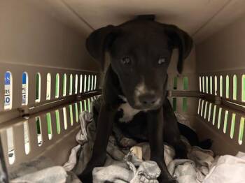LADY -  Labrador Retriever and Mixed Breed Dog for Adoption in Ocala, Florida - LADY | PetCurious