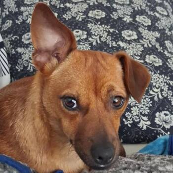 Barney -  Chihuahua Dog for Adoption in Calgary, Alberta - Barney | PetCurious