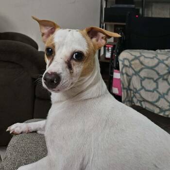 Peabody JuM -  Jack Russell Terrier and Chihuahua Dog for Adoption in Austin, Texas - Peabody JuM | PetCurious