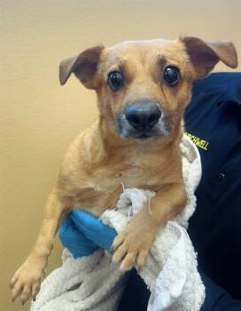 Rescue Chihuahua and Terrier Dogs for Adoption in Blythe, California - ETHEL | PetCurious