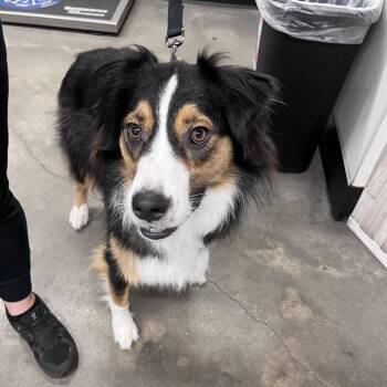 Bandit -  Australian Shepherd Dog for Adoption in Tampa, Florida - Bandit | PetCurious