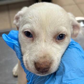 Prada -  Hound and Mixed Breed Dog for Adoption in Birmingham, Alabama - Prada | PetCurious