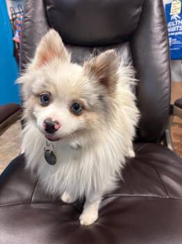 Barnaby -  Pomeranian Dog for Adoption in Carson City, Nevada - Barnaby | PetCurious