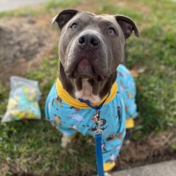 Rescue Staffordshire Bull Terrier Dogs for Adoption in St. Peters, Missouri - Clark Kent | PetCurious