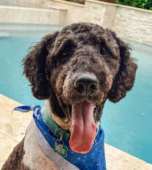 Pookie Bear -  Labradoodle Dog for Adoption in Garland, Texas - Pookie Bear | PetCurious