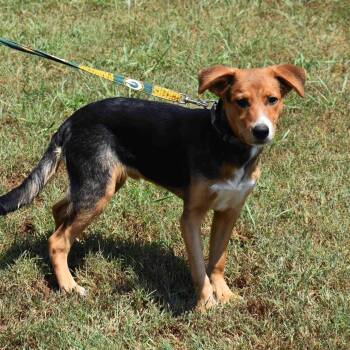 Rescue Mixed Breed Dogs for Adoption in Searcy, Arkansas - Lucky | PetCurious